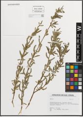 Foto von Salix L.